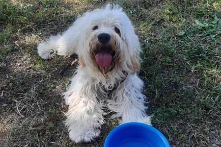 Hund Charly