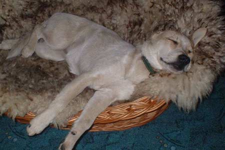 Hund Emma