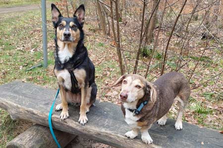 Hunde Lizzy & Rocky