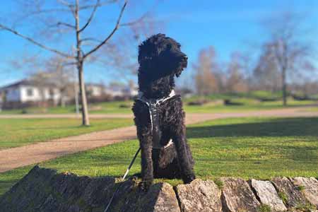 Hund Toni