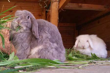 Kaninchen