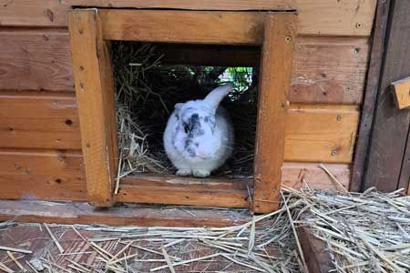 Kaninchen
